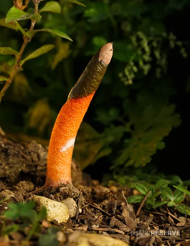Elegant Stinkhorn (Mutinus elegans)