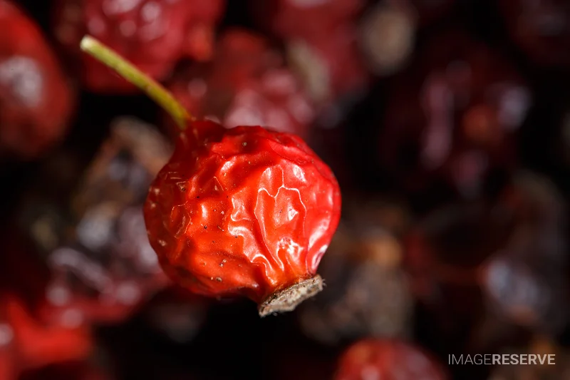 Macro Detail of a Dried Rose Hip