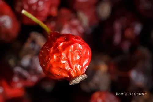 Macro Detail of a Dried Rose Hip